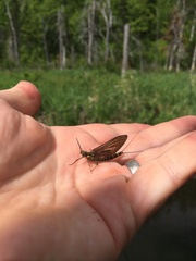 Litobrancha recurvata