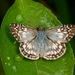Tropical Checkered-Skipper - Photo (c) Juan Taveras, some rights reserved (CC BY-NC)