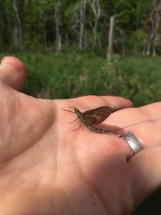 Litobrancha recurvata