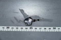 Argyropelecus hemigymnus