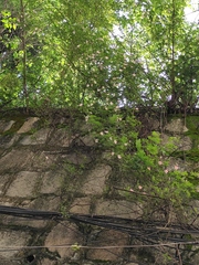 Rosa multiflora cathayensis