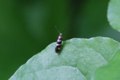 Micropterix