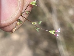 Trifolium variegatum geminiflorum
