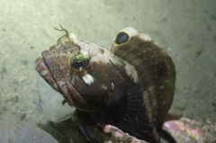 Sarcastic Fringehead photo 5