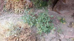 Senecio dryophyllus