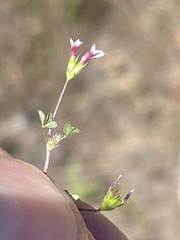 Trifolium variegatum geminiflorum