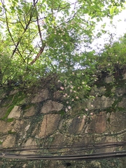 Rosa multiflora cathayensis