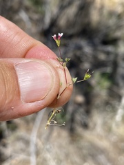 Trifolium variegatum geminiflorum
