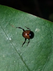 Canthon subhyalinus