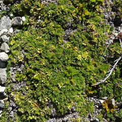Anisotome imbricata prostrata