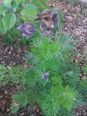 Pulsatilla vulgaris
