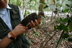 Crypturellus cinnamomeus