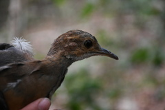 Crypturellus cinnamomeus