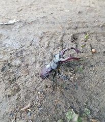 Lucanus cervus