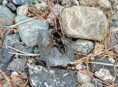 Anasimyia perfidiosus