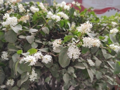 Ligustrum sinense