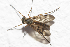 Rhagio atlanticus