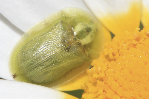 Cassida inquinata
