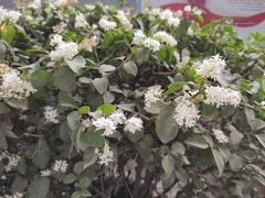 Ligustrum sinense