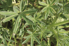 Lupinus gredensis