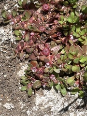 Elatine brachysperma