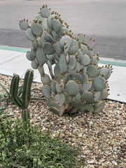 Opuntia