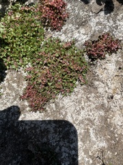 Elatine brachysperma