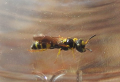 Philanthus pulchellus