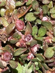 Elatine brachysperma