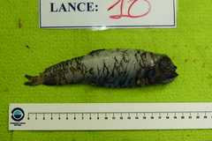 Goiter Blacksmelt photo 2