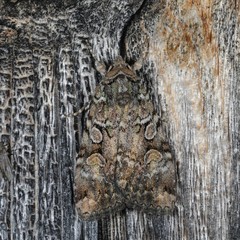 Anaplectoides pressus