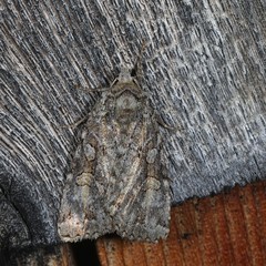 Anaplectoides pressus