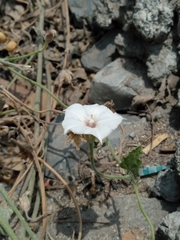 Convolvulus equitans equitans