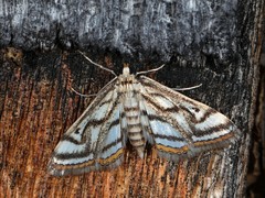 Parapoynx badiusalis