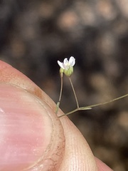 Hesperolinon micranthum