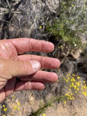 Hesperolinon micranthum