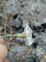 Convolvulus equitans equitans