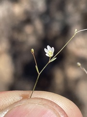 Hesperolinon micranthum