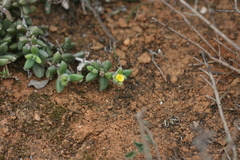 Delosperma echinatum