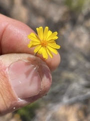 Pentachaeta aurea