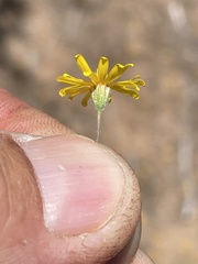 Pentachaeta aurea