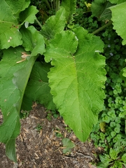 Arctium