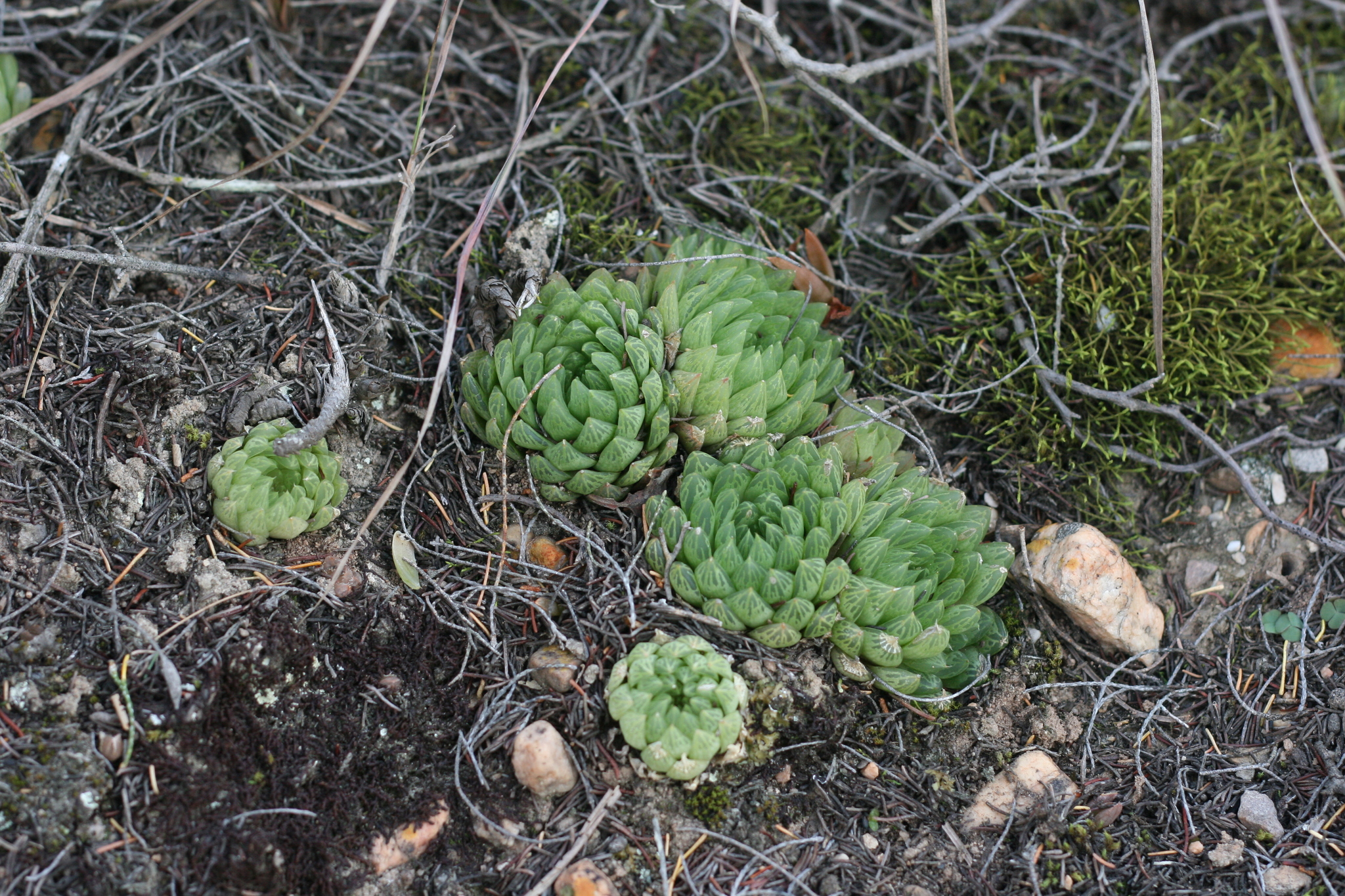 Haworthia cooperi var. picturata (M.B.Bayer) M.B.Bayer