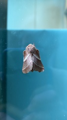 Malacosoma americana