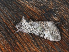 Syngrapha viridisigma