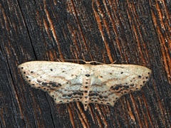 Scopula cacuminaria