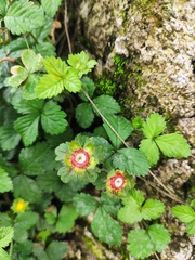 Potentilla indica