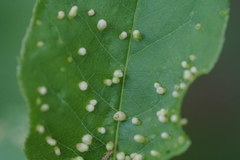 Eriophyes emarginatae