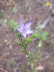 Campanula rapunculus