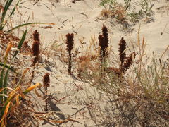 Orobanche densiflora